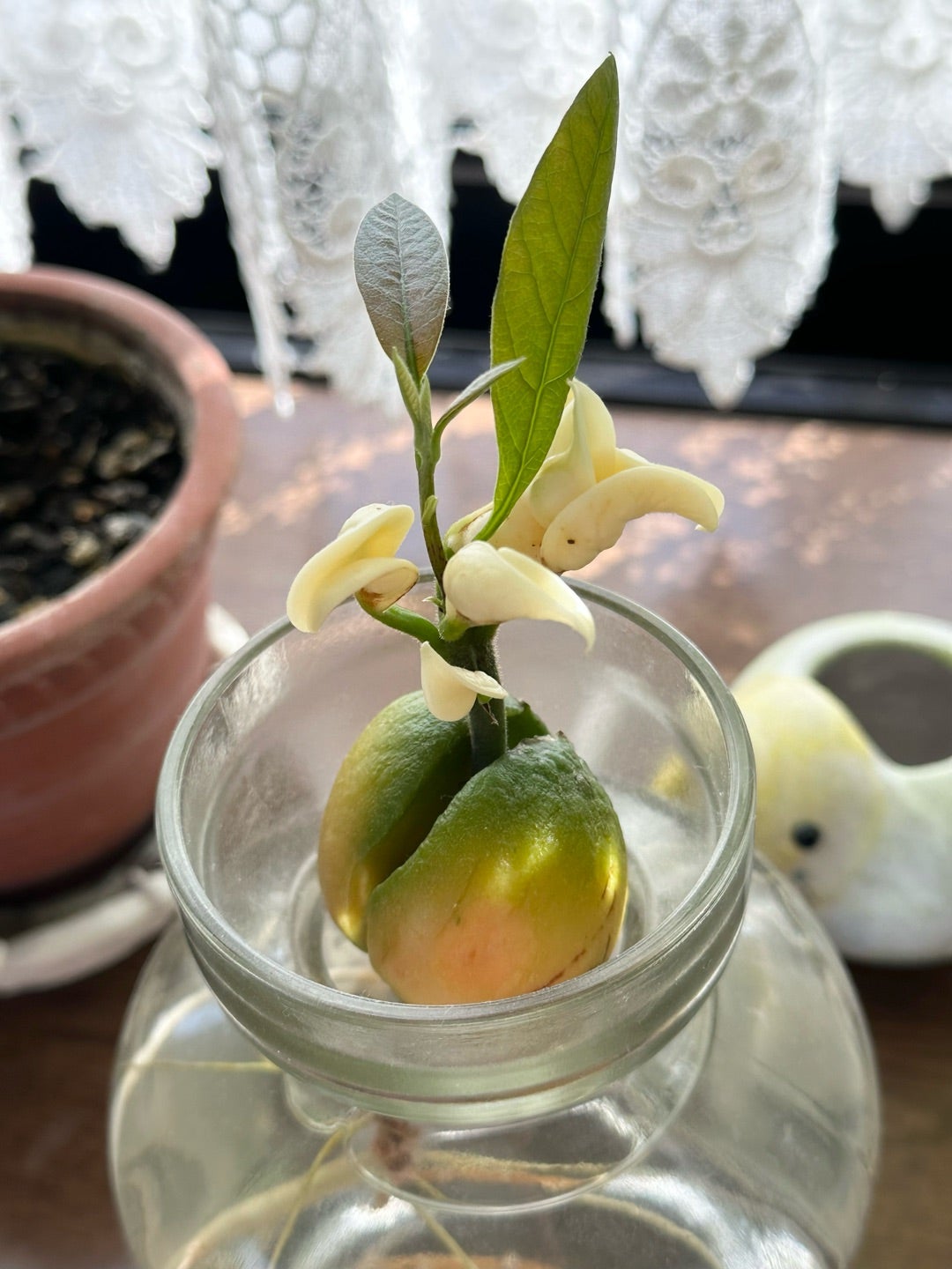 かゆか👩👧👶ポイ活お得活動 on X: 