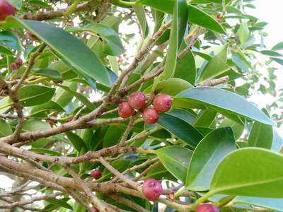 楽天市場 珍しい、実生ガジュマル観葉植物 ガジュマル 苗 小さい ミニ おしゃれ 植物 がじゅまる 種 インテリア オフィス プレゼント 鉢植え 小型幹 木 レア 初心者 植え替え 鉢 日本産 国産 : ｅ-花屋さん