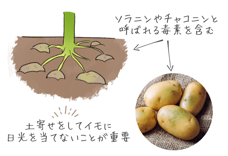 家庭菜園ジャガイモ栽培でおすすめの肥料とは？与え方や育て方のポイント植物とあなたをつなぐPlantia