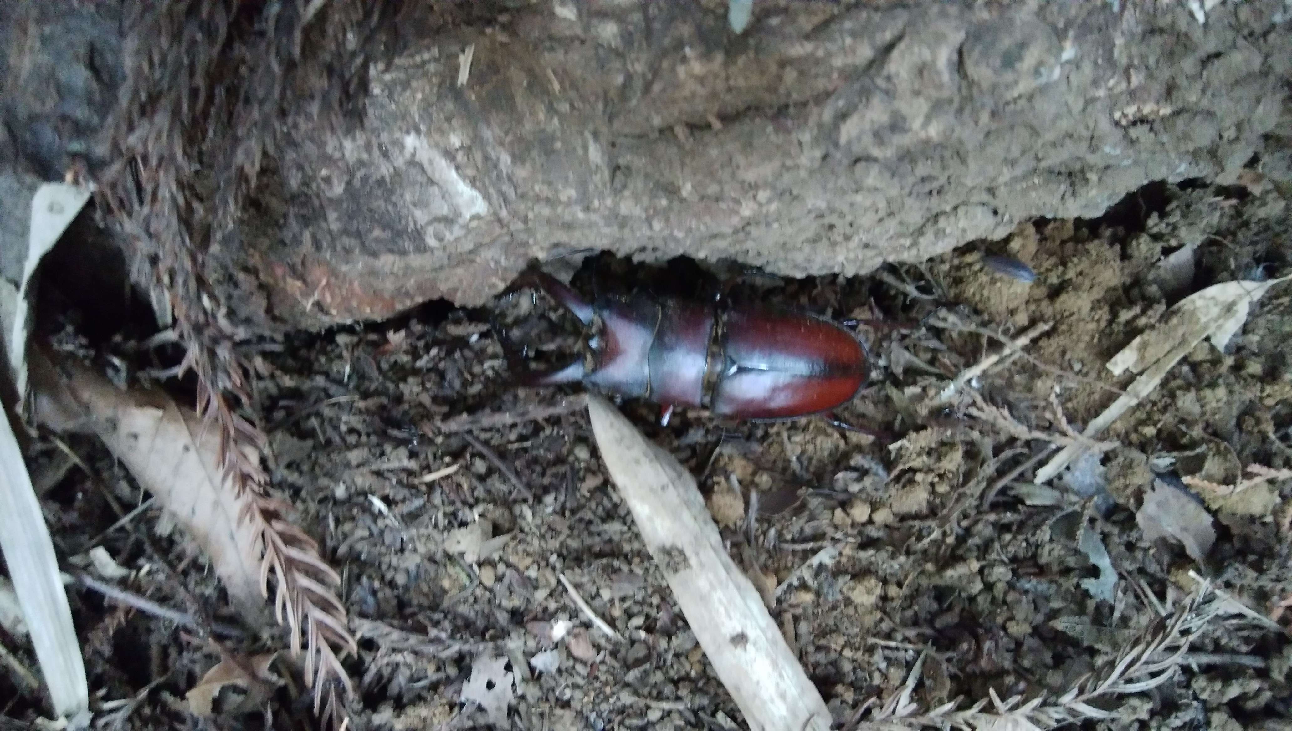オキナワノコギリクワガタの幼虫飼育 沖縄・常温・マット