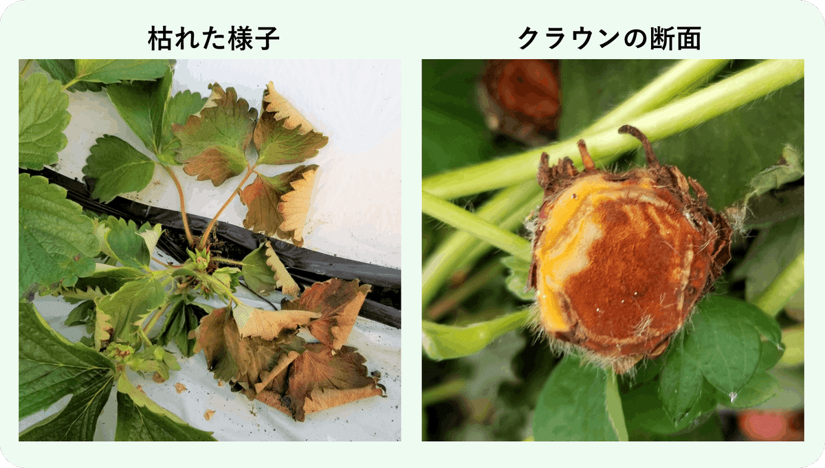 イチゴの苗は肥料やけしやすい・今年はイチゴの3条植えを試してみる家庭菜園デザインノート - 楽天ブログ