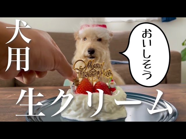 ストロベリークリームのデコレーションパンケーキ 手作り犬おやつレシピ いちかわあやこ 犬ごはん先生