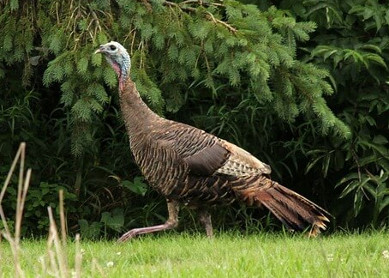 七面鳥 - ナムウィキ