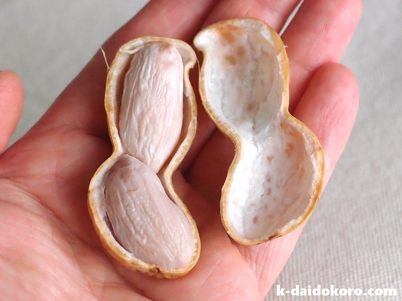 生の落花生の茹で方と保存方法 おすすめの食べ方も紹介！ほほえみごはん-冷凍で食を豊かに-ニチレイフーズ