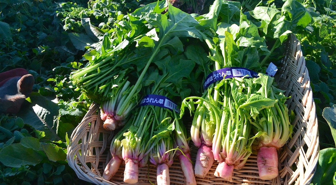 ほうれん草は緑黄色野菜の王様。葉酸や鉄を含みます