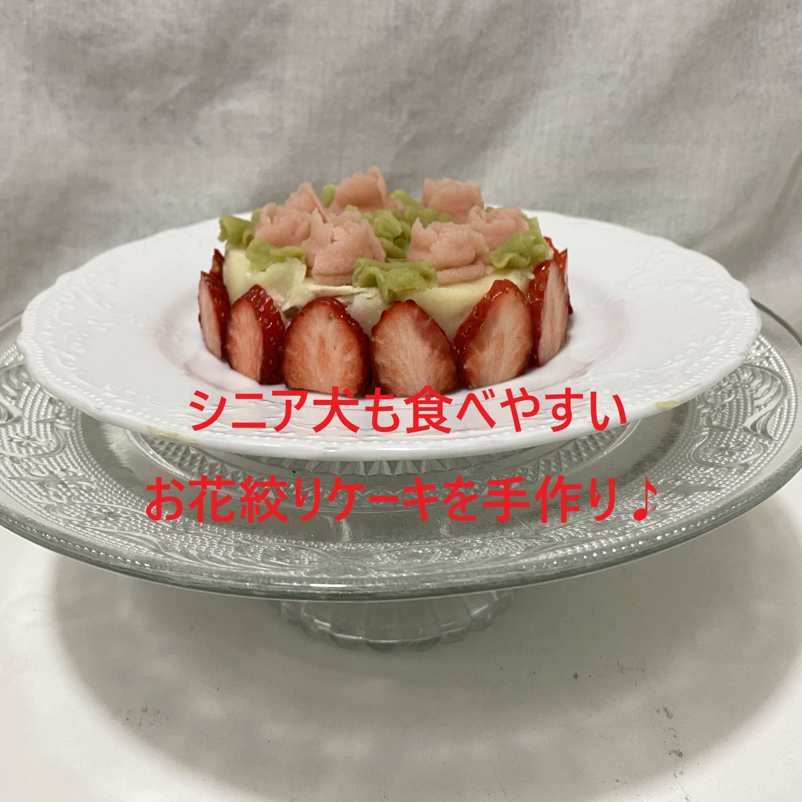 ペット栄養管理士監修 愛犬用レシピ：レアチーズケーキ 七夕- ペットフード・ペット用品の販売なら株式会社ペットプロジャパン