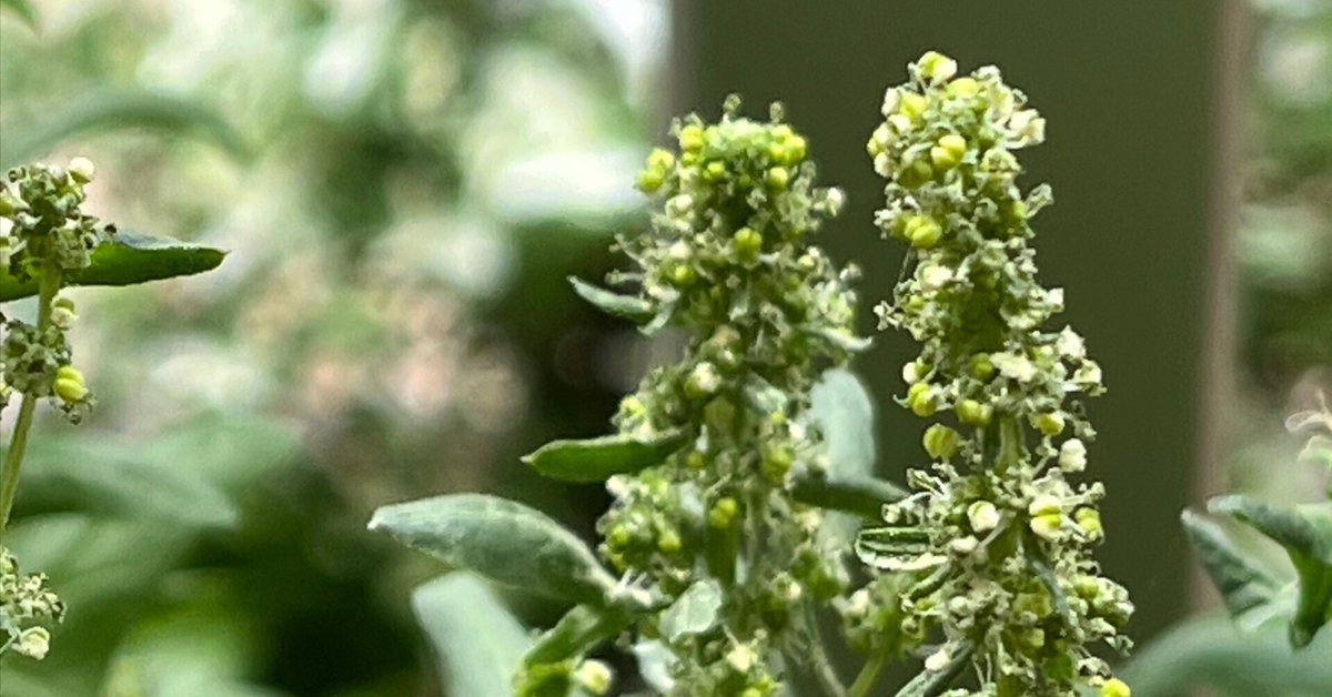 旨味たっぷり『ちぢみほうれん草』の栽培方法！美味しい食べ方は？農業・ガーデニング・園芸・家庭菜園マガジン AGRI PICK