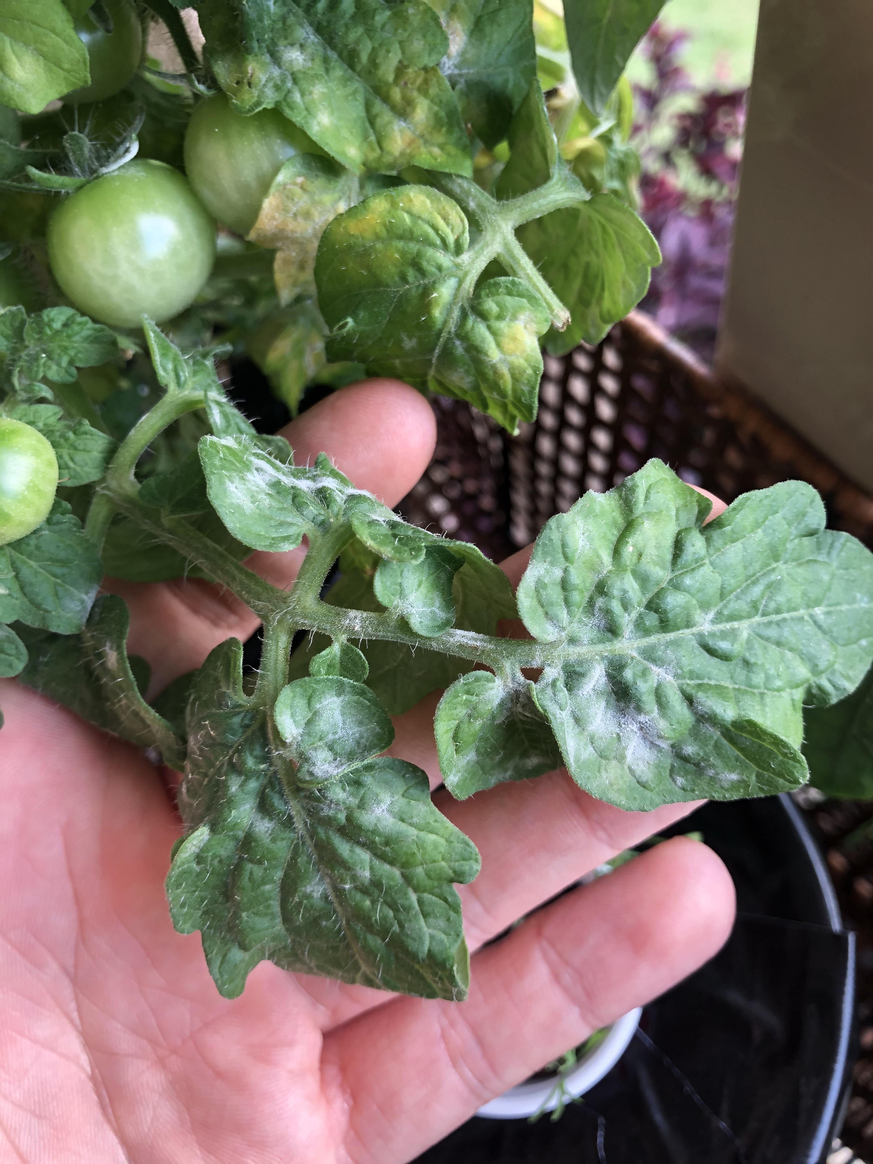 家庭菜園の害虫 トマトの葉に白い線が現れる原因は？病気？害虫？栄養不足？日焼け？ 特徴的な痕跡で初心者でもラクラク診断