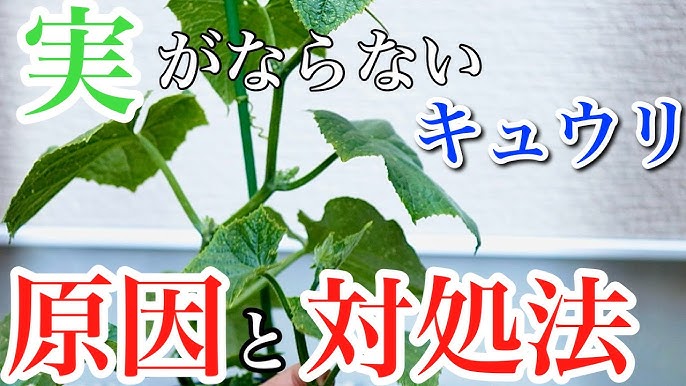 きゅうりの実がならない・きゅうりの実が小さい原因と対策