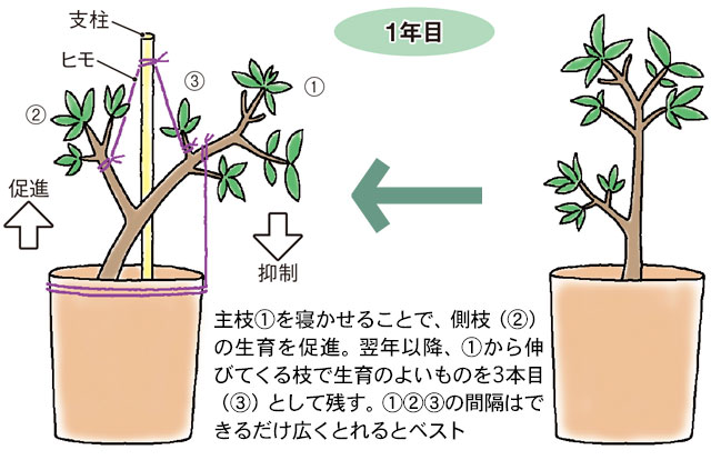 木に成るアボカドの写真素材FYI01660913ストックフォトの Qlean Market キュリンマーケット