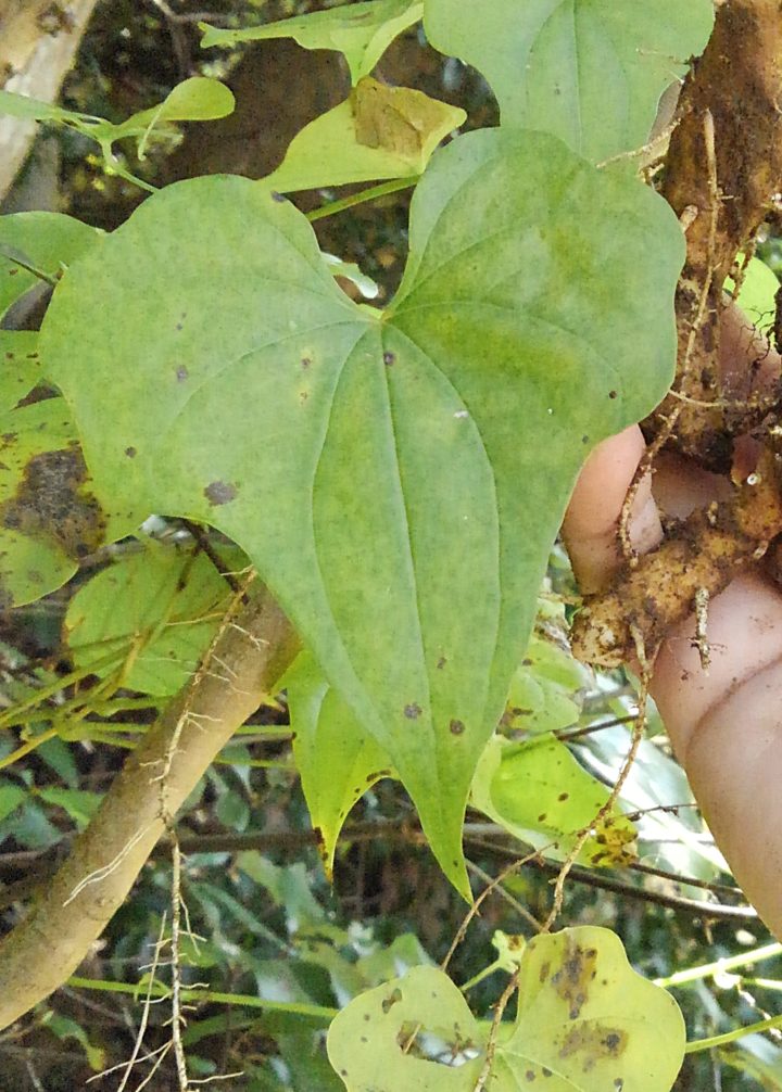 ヤマノイモ やまのいも 山芋 - 庭木図鑑 植木ペディア