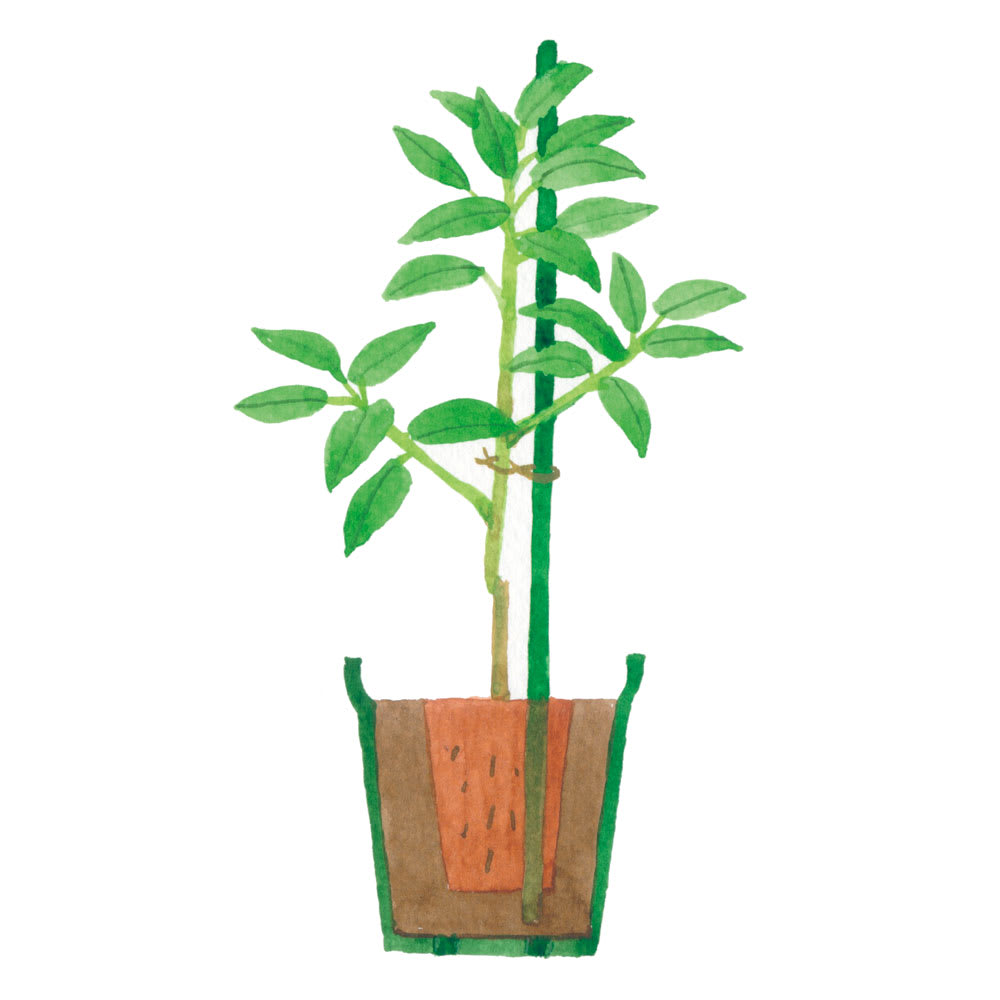 ついに完成！ 学術的に信じられてる「挿し木」成功11のコツを解説します