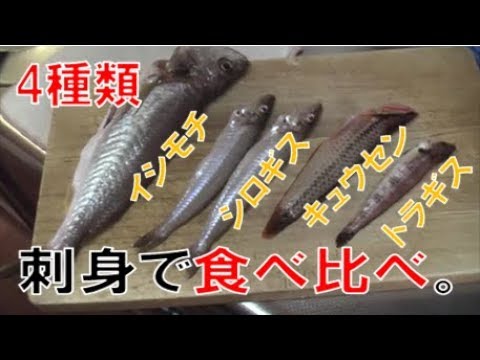 キュウセンという魚は美味しい？さかなのみかた