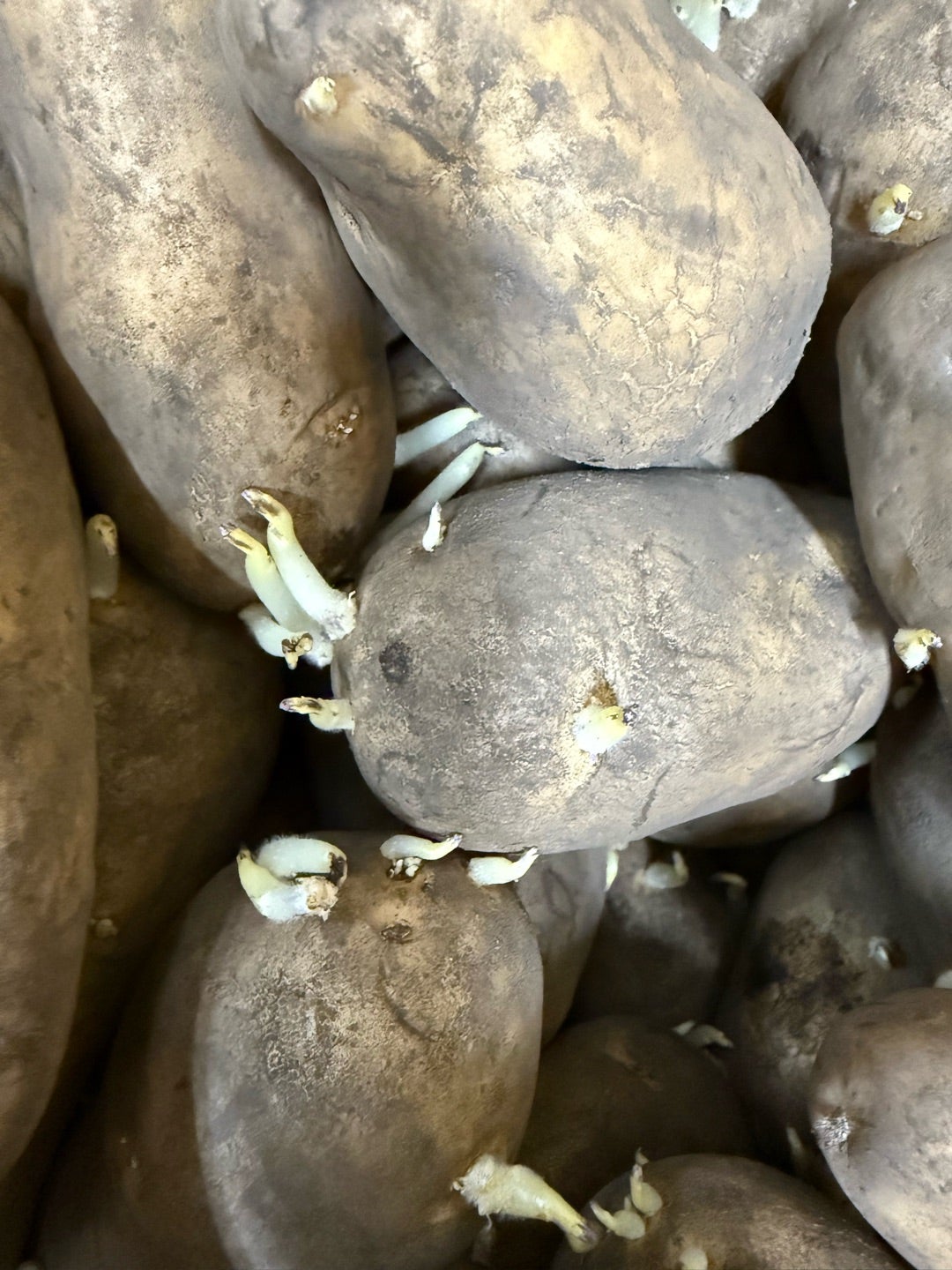 芽が出た野菜 どうしよう！正しい処理と保存方法をご紹介します。キナリノ