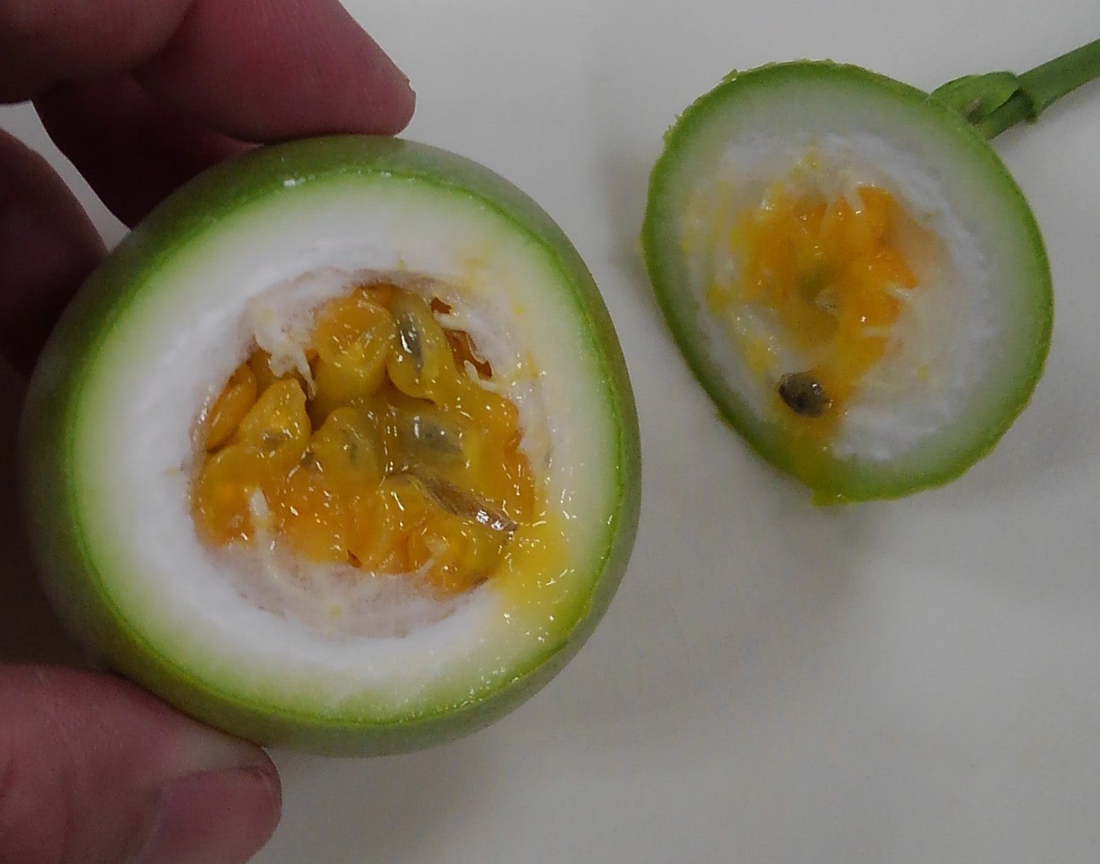 ドラゴンフルーツ沖縄久米島名産、美ら海育ち、南西興産の車えび - 楽天ブログ