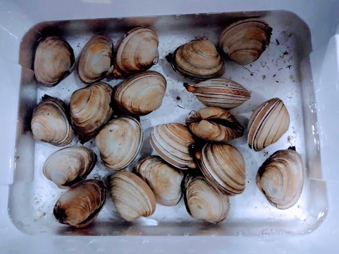 ハマグリ等貝類セット 1.5kgはまぐり ハマグリ 蛤 あさり アサリ 貝 伊勢湾産 新鮮 天然 冷蔵 砂出し済み 手掘り2-85三重県松阪市セゾンのふるさと納税