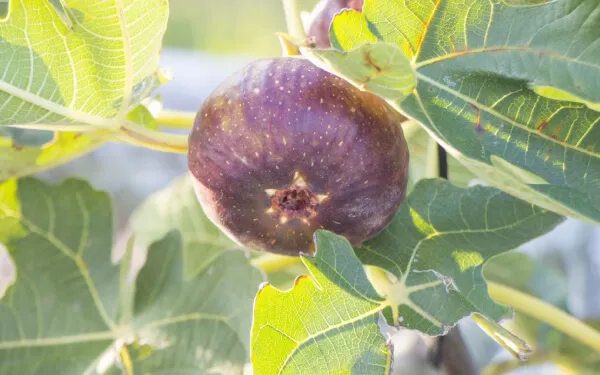 9月の特集 いちじく 産地レポート産地レポート