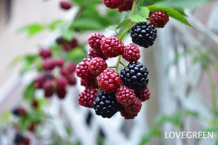 ブラックベリー・ブルノア スイートブラック 種・苗・ガーデニング用品の タキイネット通販