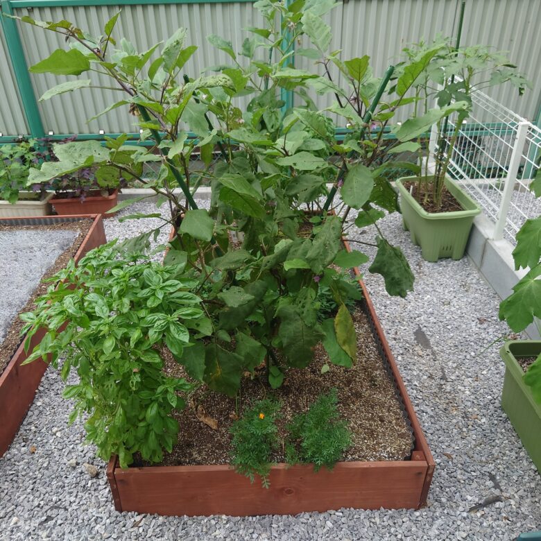 落花生、ナスの株間に混植してますプリメロ菜園通信