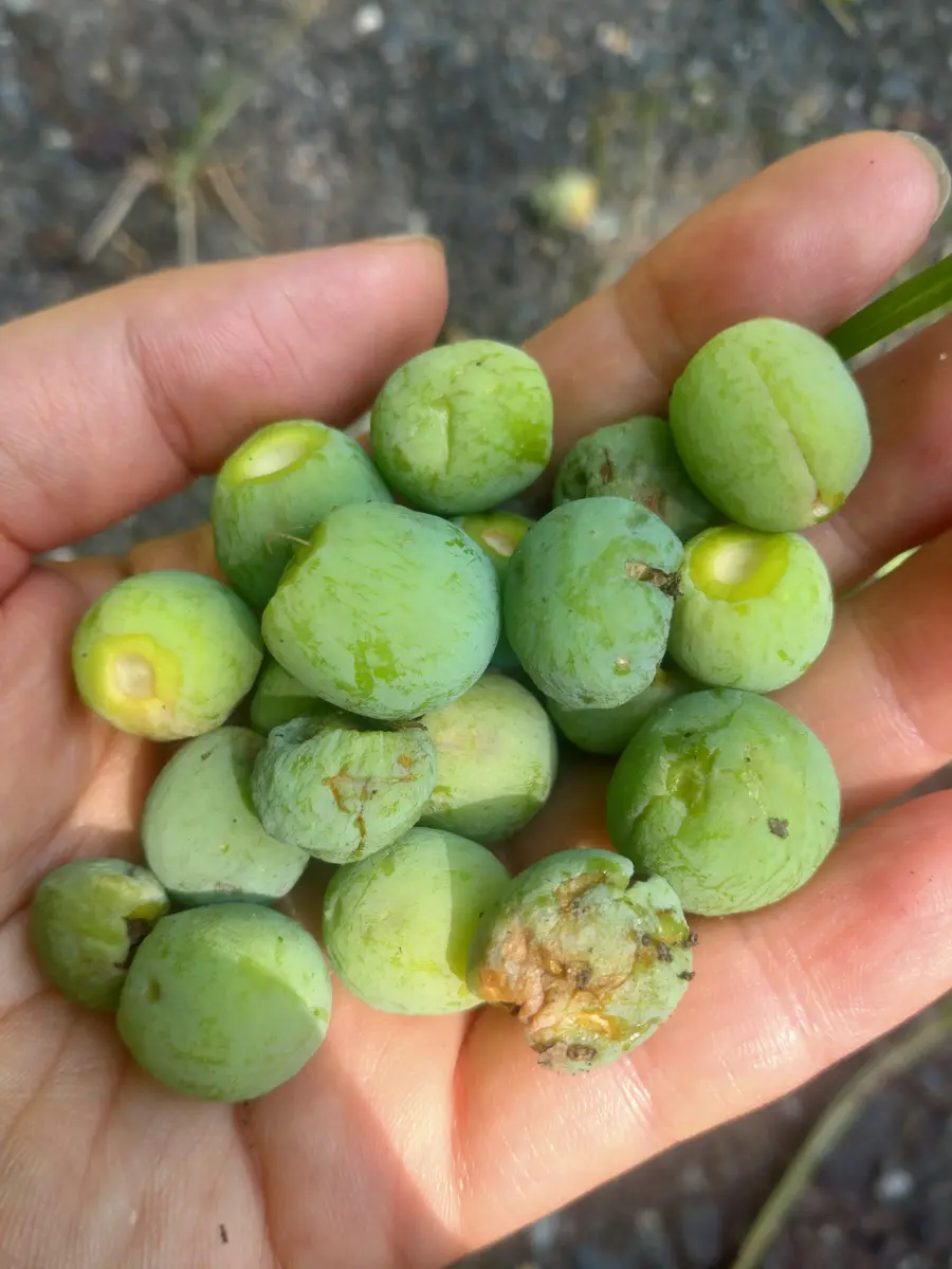 殻のついたぎんなんってどうやって食べるの？方法３つ、レンジでもマジカルキッチン