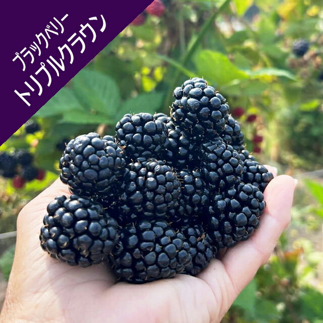 🌿 10年育てて見えたブラックベリー栽培の奥深さ 品種選びが満足度を決める理由村上郁男＠LINKAI活用×出版支援