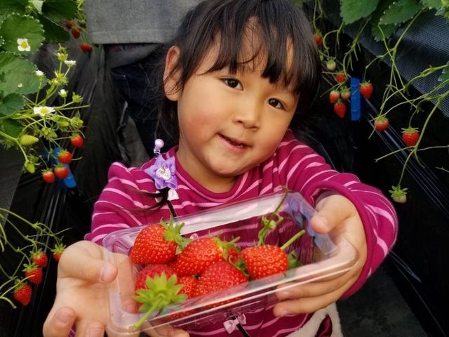 イチゴ直売のご案内 - 窪原苺園