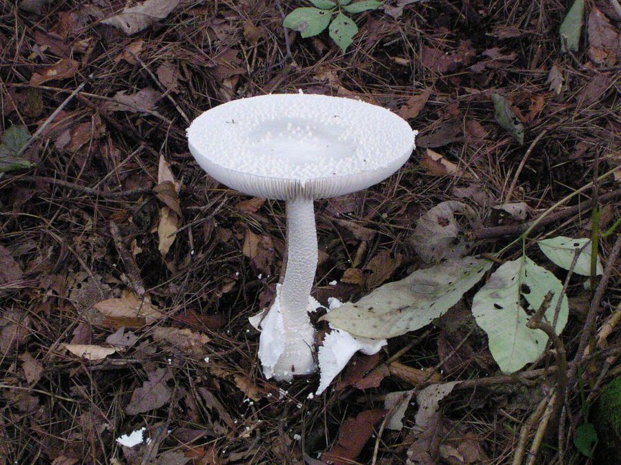 きのこアルバム ハナビラタケ