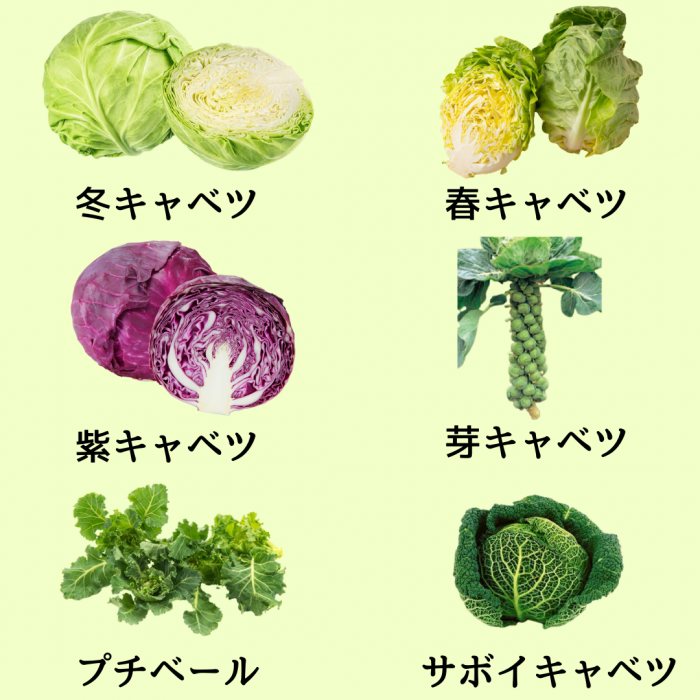 基本からアレンジまで！思わずつくりたくなる「かたい キャベツ」のレシピ集クックパッド