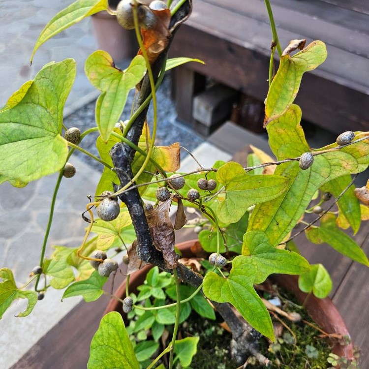 山芋の葉っぱをむしゃむしゃ食べる大きなイモムシは『キイロスズメの幼虫』風人の虫部屋