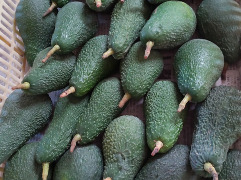 クリーミーな味わい!国産アボカド 〜愛媛・松山市〜NHK