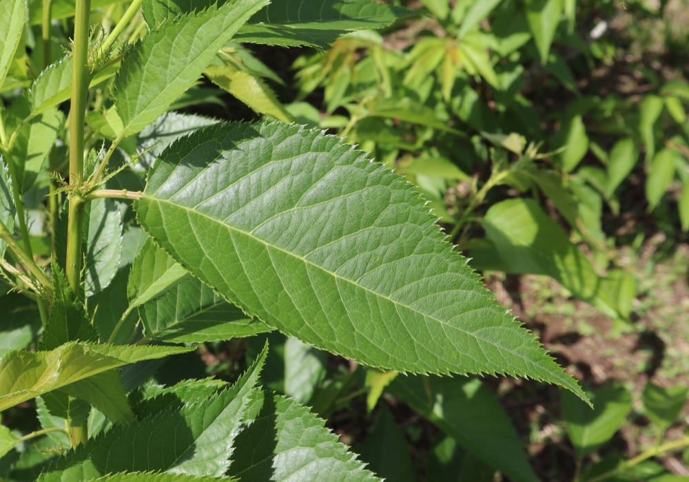 桜餅の葉っぱは食べるもの？気になる葉っぱの種類や塩漬けの作り方食・料理オリーブオイルをひとまわし