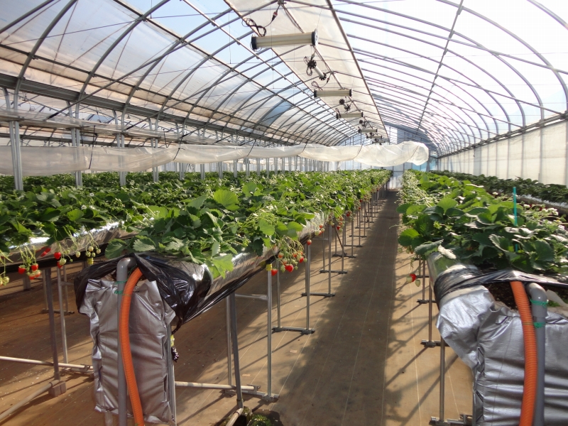 いちご狩りのビニールハウスの写真素材28897659- PIXTA