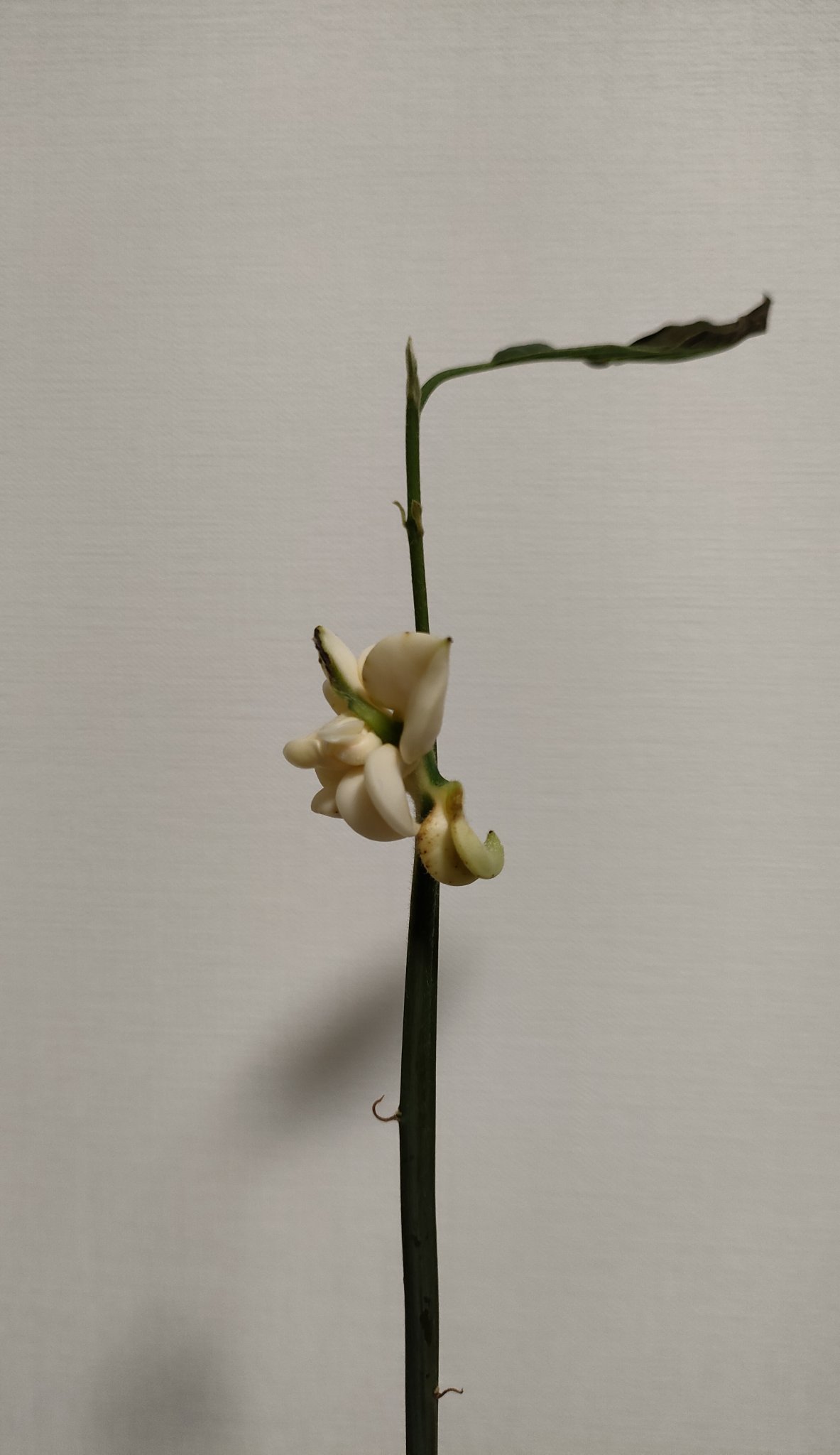 アボカドの根っこに白いふわふわしたものがついてるんだよね。最初からあるから、普通なのかカビなのかよくわかんないんだ。すぐ落ちるんだけど、めっちゃ早くまた生えてくるんだよね。最初から 5月 6月 水を入れた花瓶に置いてるんだけど、それ以外は元気そうなんだ