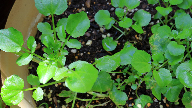 クレソンの育て方！初心者には水耕栽培がおススメです！eco-guerrillaの読みもの