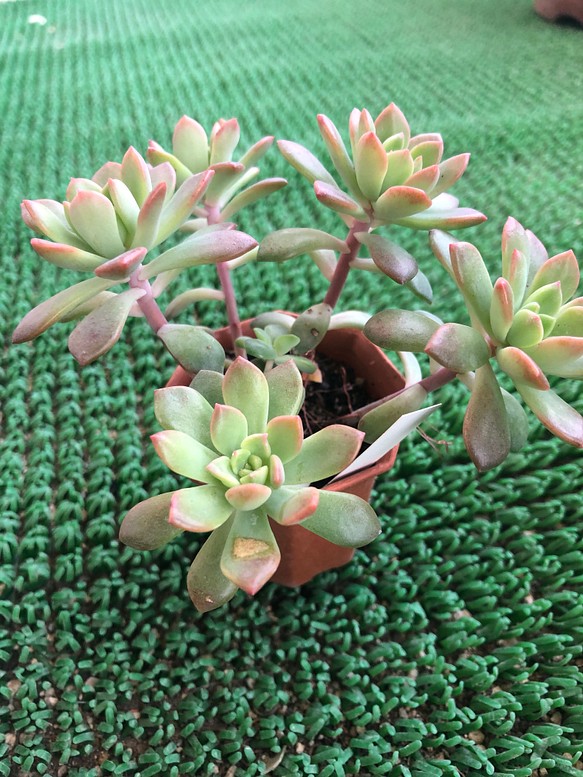 マッコスRuPo 多肉植物専門店