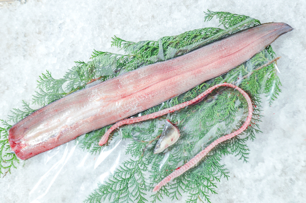 活鰻 国内産5P 1尾約200g 3kg入もがみ ONLINE SHOP