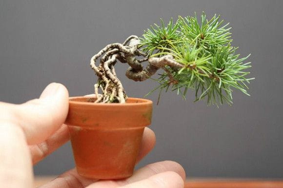 Bonciao Gallery豆盆栽・古布 自然布の衣服神奈川 秦野