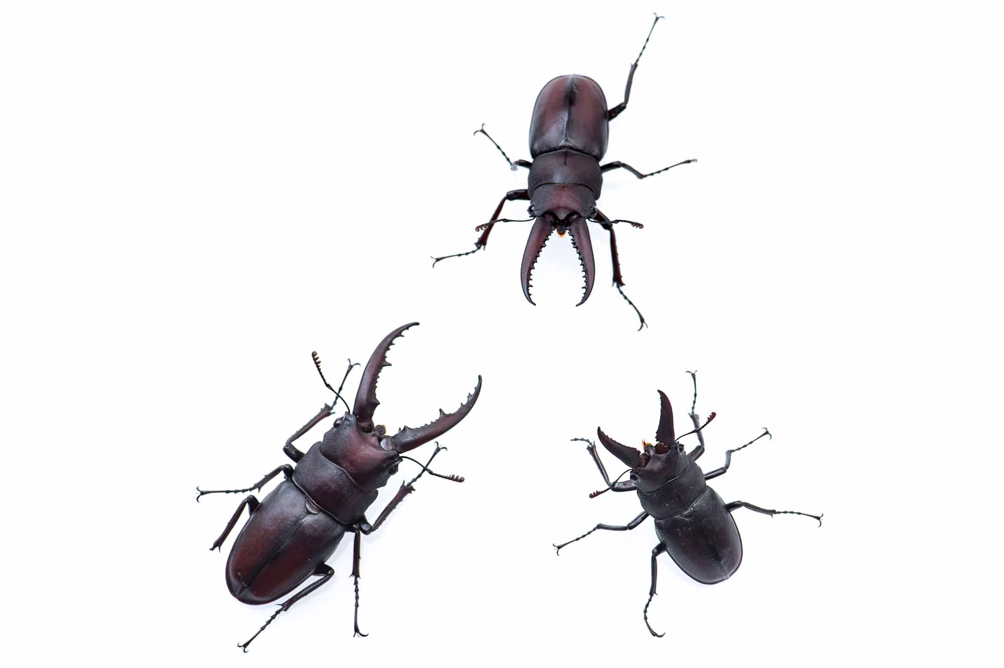 オキナワノコギリクワガタの幼虫飼育 沖縄・常温・マット