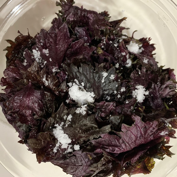 梅干しに赤紫蘇を入れるタイミング もみしその作り方と保存方法を解説３６５日のお役立ち情報