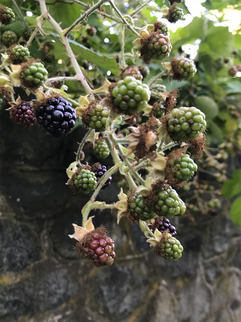 ブラックベリーの９号鉢 実付き を7 20に購入しました水切れが 園芸相談Q＆Aみんなの趣味の園芸