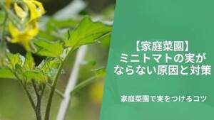 間違えて摘心してしまった‼️みんなとカゴメでつくるコミュニティ ＆KAGOME アンドカゴメ