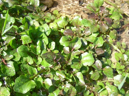 クレソンの育て方プランター・水耕・地植え栽培のコツを解説となりのカインズさん