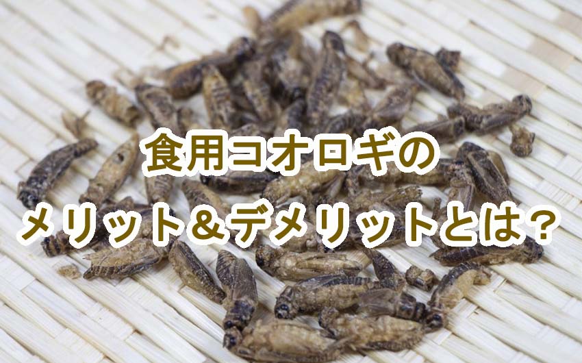 コオロギが食用化！？実はメリットだらけの昆虫食 - まあ、そういう時もあるよね