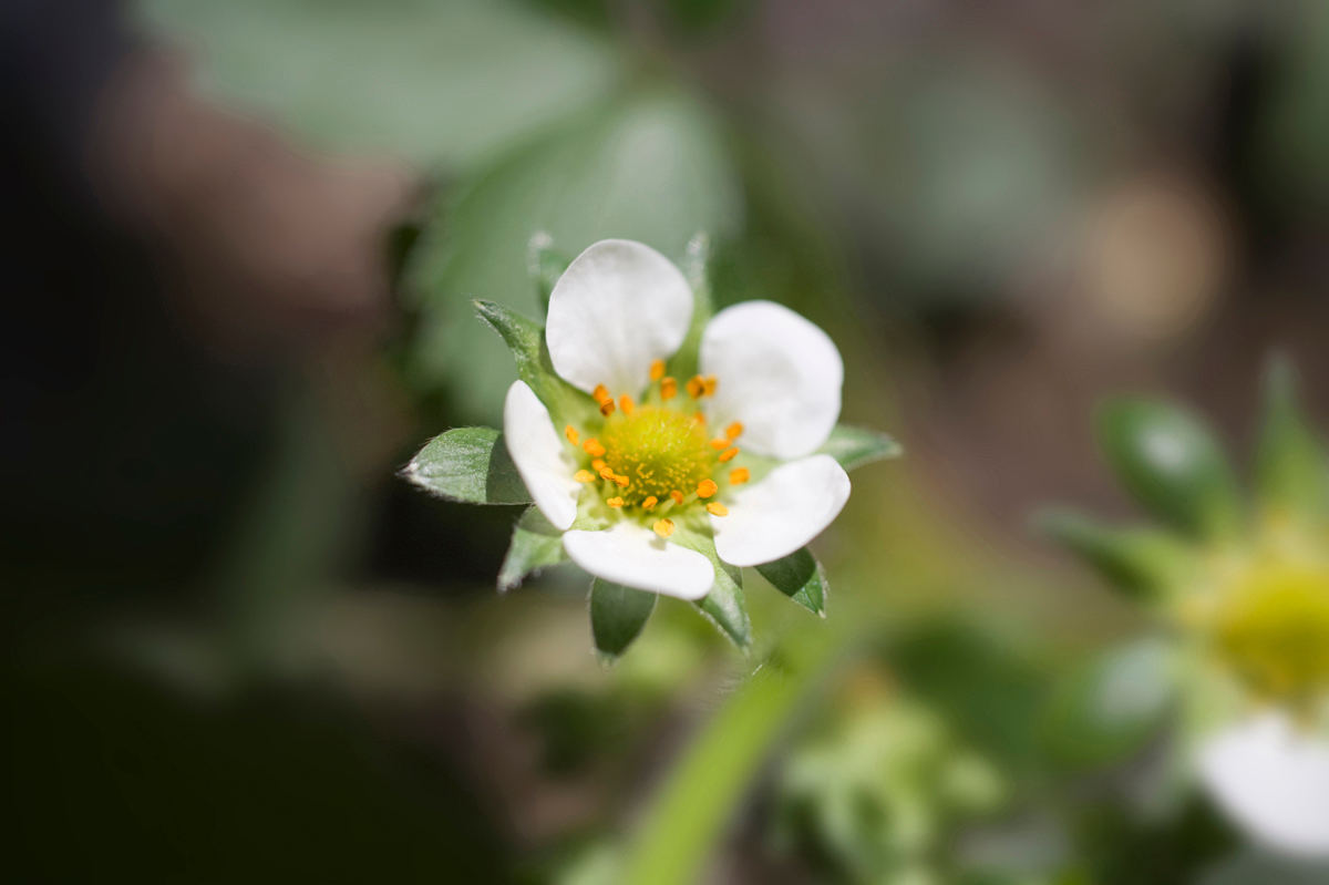 栃木県 バラ科の花