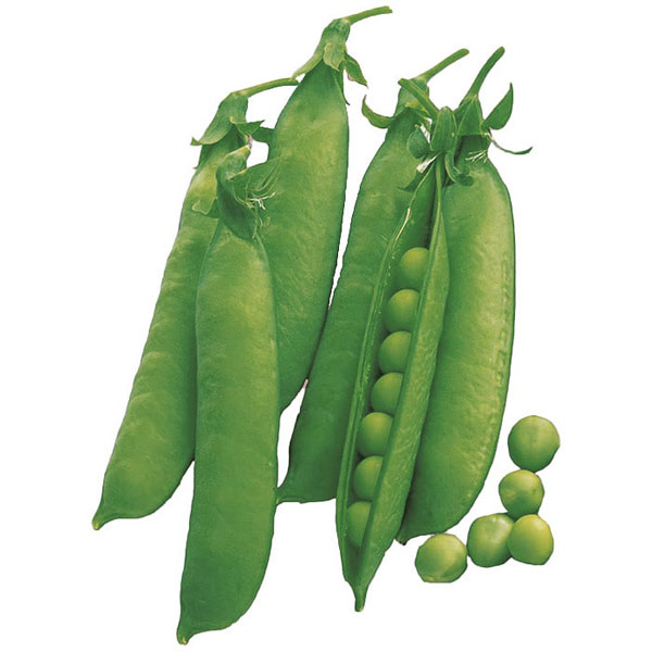 さやえんどう サヤエンドウ