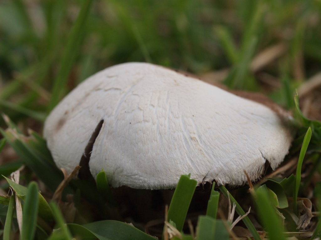 詳しく知って楽しく食べよう！おいしいきのこ図鑑：農林水産省