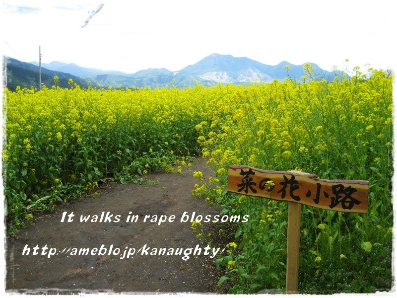 12P 信州産 サラダや漬物でも！野沢菜の菜花：長野県産のその他葉物野菜食べチョク産地直送 産直 お取り寄せ通販 - 農家・漁師から旬の食材を直送