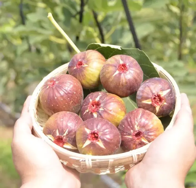 イチジク 無花果 いちじく：旬の果物百科
