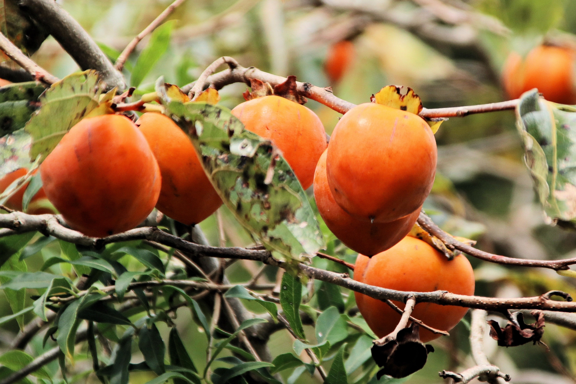 カキ 柿 かき の食べ方と「渋戻り」：旬の果物百科