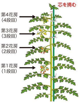 とまとの整枝、連続摘芯栽培 : スーの家の自然栽培で家庭菜園12ヶ月